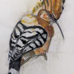 Pájaro Mariana Aranguren Técnica: Boceto en papel Tamaño: 30x 42 cm